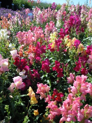 Picture of Antirrhinum - Crown Mixture